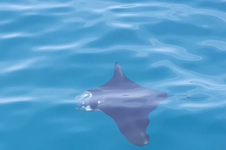 Manta ray swimming viewed from the surface of the water along the Kona coast