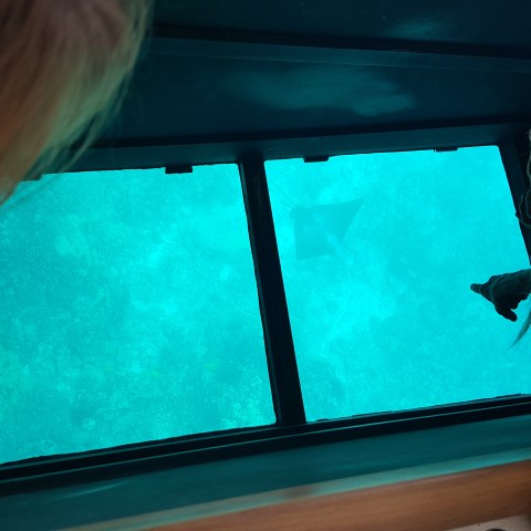 A hand points to an eagle ray viewed through the glass bottom