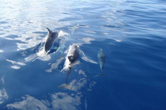 a bird flying over a body of water