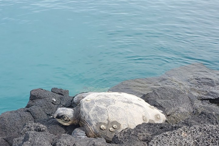 a turtle in the water